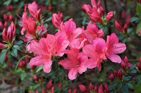 interflora azalea You are here: Home 1 / Provinces 2 / Eastern Cape 3 / Despatch 4 / Azalea Park