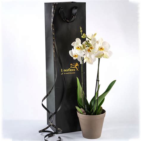 interflora norway delivery  In other words, every second year we deliver a flowergreeting somewhere in the world