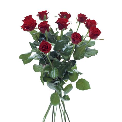 interflora rose portal login Turn simple moments into unforgettable memories with Interflora’s same-day flower delivery in Gold Coast