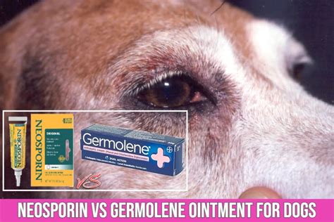 is germolene safe for dogs What human creams are safe for dogs? Topical antibiotic ointment