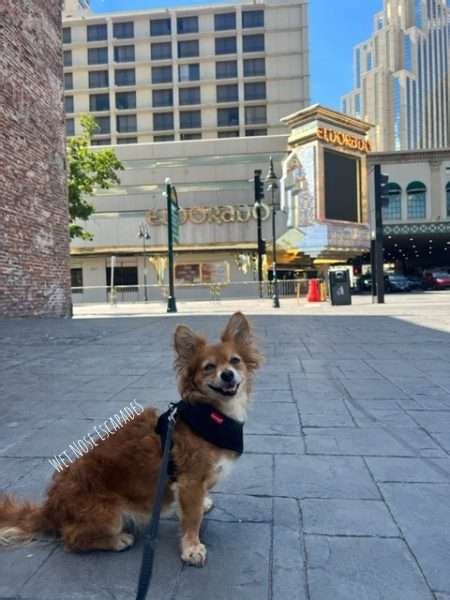 is the nugget in reno pet friendly  Nov 23 - Nov 24