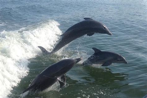 island time dolphin & shelling cruises inc  6,720 likes · 141 talking about this · 929 were here