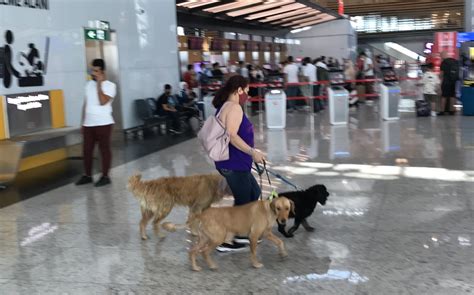 istanbul airport pet relief area <mark> 19—NEW YORK — Traveling through an airport security checkpoint with a pet can be easy, according to Transportation Security Administration, when travelers know what to expect</mark>