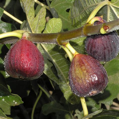 italian everbearing fig  Celeste