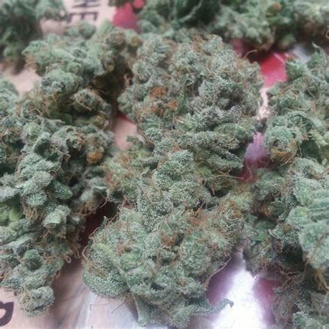 jack diesel strain When you are ready to begin growing marijuana, you’ll need to order weed seeds