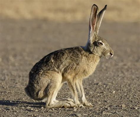 jack rabbit facts All of the chuckwalla species are in the genus Sauromalus, which roughly translates from Greek to mean "flat lizard