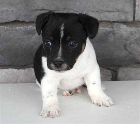 jack russell for sale scotland £500 Jack Russell Age: 8 weeks 1 male / 3 female Beautiful mixed litter of Jack Russel Terriers (rough coat short legged) Raised so far around small children, other dogs and