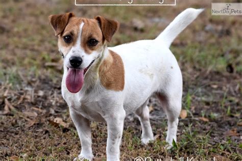 jack russell puppies for sale  Georgetown, TX