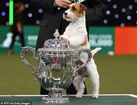 jack russell puppies scotland  Many small working Terriers, some of them genuine Jack Russell Terriers and others loosely carrying the title, were exported to Australia in the 1960s and 1970s and in 1972 the Jack Russell Terrier Club of Australia was founded