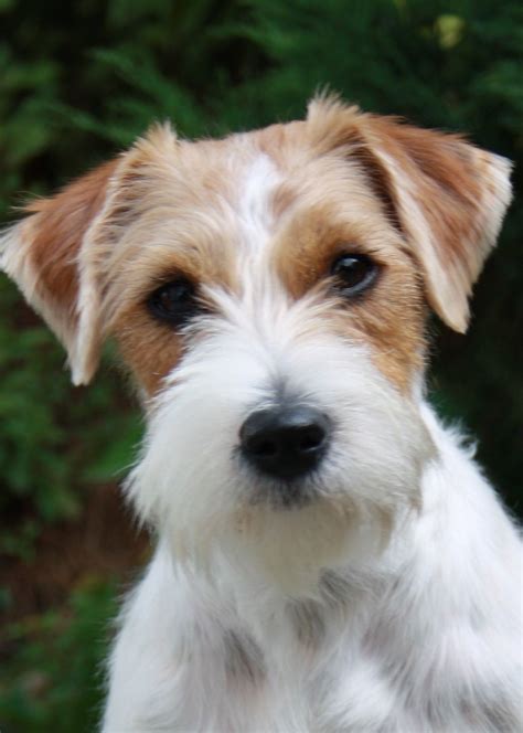 jack russell terrier mixed breeds Juno the Golden Retriever / Jack Russell Terrier mix breed dog at 1 year old "Juno is a perfect mix of a Jack Russell Terrier and Golden Retriever