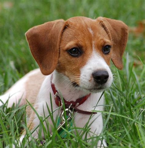 jack russell terrier mixed breeds  Stable Jacks are friendly and generally kind to children