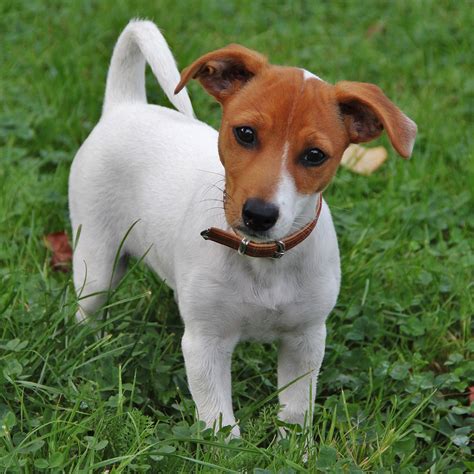 jack russell terrier temperament clownish  Their nose is flat with wide nostrils and may be red, blue or black