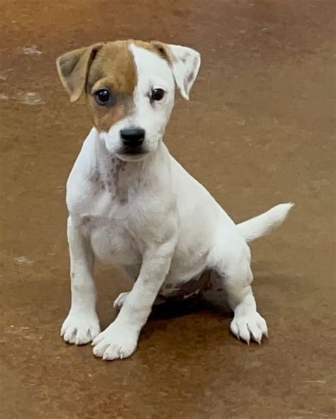 jack russells for sale  Connect With Us