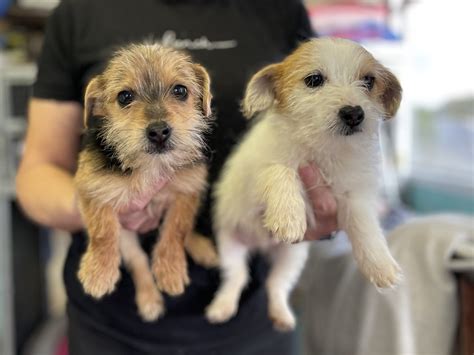 jackapoo puppies for sale  70 miles | Bedford