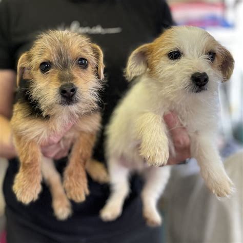 jackapoo puppies for sale near me uk