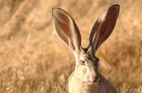 jackrabbits large ears are an adaptation for <b>htgneL </b>