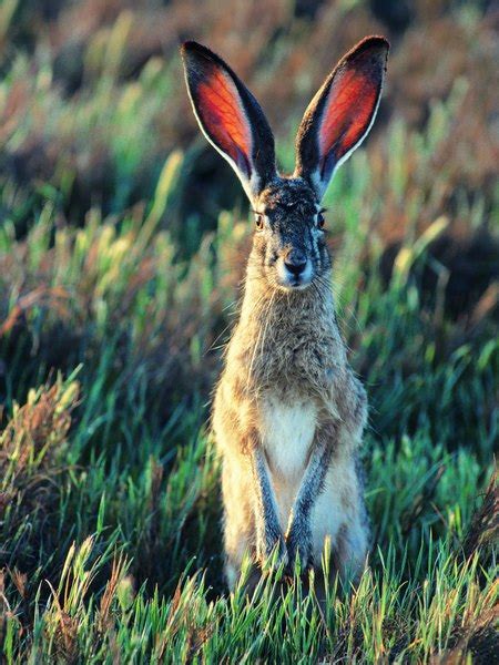 jackrabbits large ears are an adaptation for The adaptation described on the card is more important than the animal exhib-iting the adaptation (e