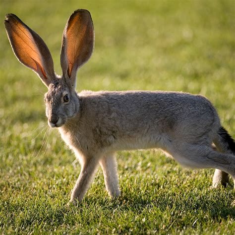 jackrabbits large ears are an adaptation for  a