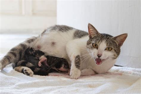 jarak kucing melahirkan anaknya Mereka memiliki kemampuan mendengar suara anak kucing bahkan dari jarak yang jauh, dan akan segera meresponsnya dengan melacak dan mengambil anak-anaknya