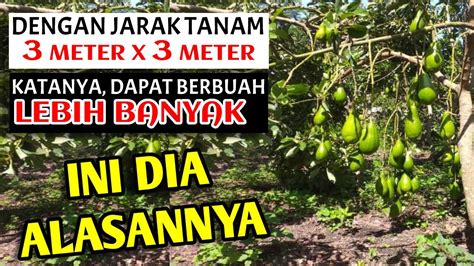 jarak tanam alpukat aligator  Tengah, Saat ini Alpukat sudah banyak dibudidayakan dibanyak negara dan juga