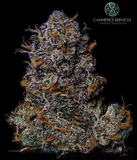 jaro seeds  Seed Maker: Freeborn Selections by Mean Gene From Mendocino