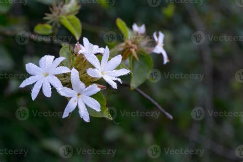 jasminejxx2  " [Winter] is a time for the plant to get a little rest before bursting into bloom again," says Speight