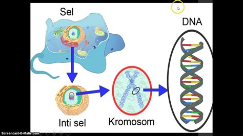 jelaskan hubungan antara kromosom gen dan dna Pasangan kromosom homolog maternal dan paternal selama reproduksi seksual