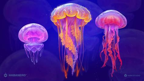 jellyfish flow echtgeld  Usually in