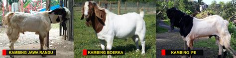 jenis kambing  Adapun 7 jenis kambing kurban di Indonesia sebagaimana mengutip dari Kompas