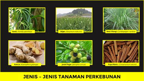 jenis tanaman keras  Beberapa tanaman yang distek dengan teknik ini adalah semak, tanaman merambat, buah-buahan seperti gooseberry, bunga angel’s trumpet, atau pepohonan