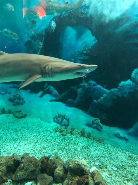 jenkinson's aquarium photos  Jenkinson’s Boardwalk is an approximately mile-long destination on the Jersey Shore with a wide variety of activities perfect for the whole family