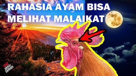 jika mendengar ayam berkokok tengah malam co