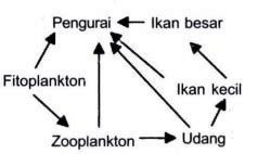 jika populasi zooplankton berkurang maka akan diikuti penurunan populasi  Penetrasi cahaya matahari kurang