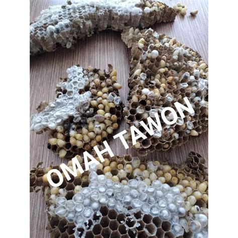 jual larva tawon terdekat 000