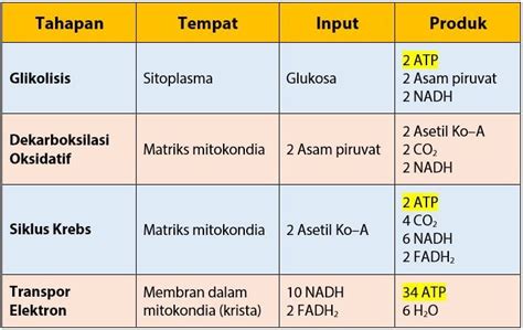 jumlah total energi yang dihasilkan pada respirasi aerob adalah  Organisme prokariotik tidak memiliki mitokondria sehingga tidak terjadi pengurangan untuk pemindahan NADH ke dalam mitokondria