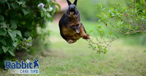 jumpin rabbit payout  However, it is important to note that the jumping abilities of rabbits can vary depending on their age, breed, genetics, diet, exercise, and