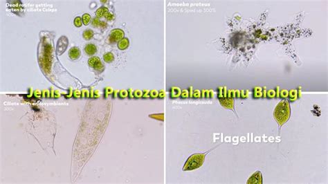 jurnal protozoa pdf  showed that the prevalence of blood protozoa disease was 11
