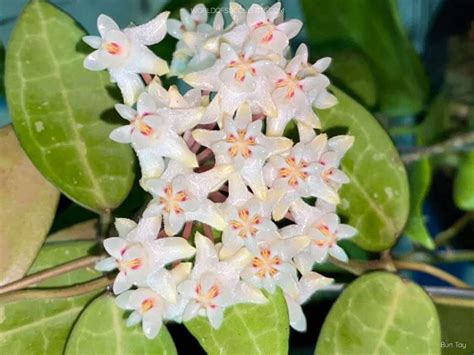 kaimuki florists  William "Bill" W