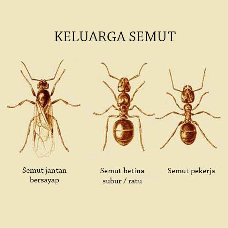 kaki semut ada berapa Kupu-kupu Appias libythea, mengisap nektar Bidens sp