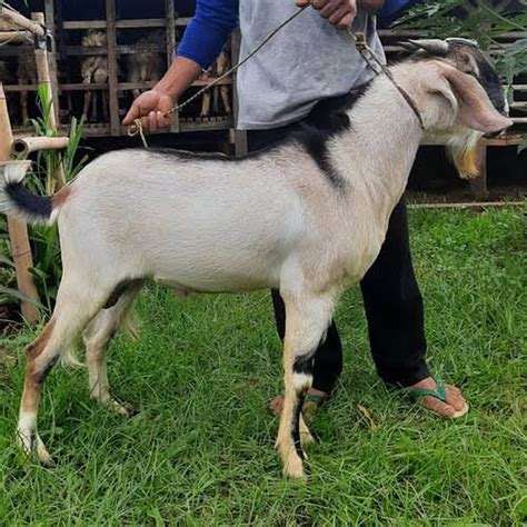 kambing jantan 500