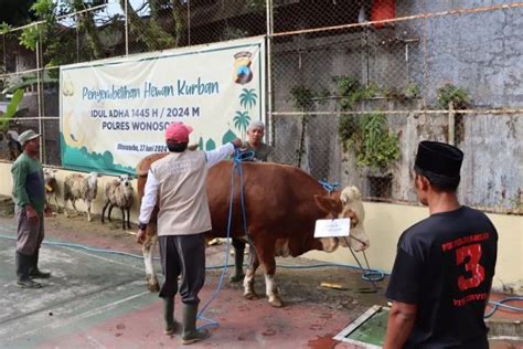 kambing potong  a