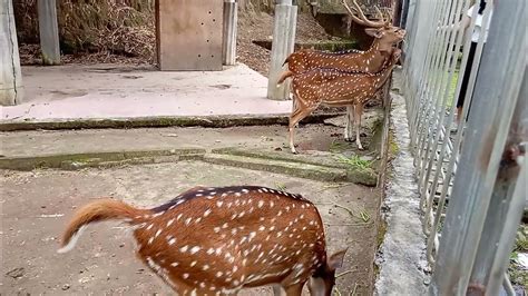 kandang rusa Taman 10K Murung Pudak Tabalong Taman 10K Murung Pudak, Ruang Terbuka Hijau yang Sudah Ada Sejak Lama di Tabalong Taman 10K merupakan satu dari beberapa lokasi Ruang Terbuka Hijau (RTH) yang ada di Kabupaten Tabalong, Provinsi Kalimantan Selatan (Kalsel)