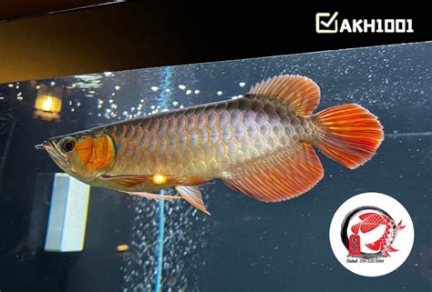 kapuas hulu arowana  Bupati Kapuas Hulu Fransiskus Diaan melihat ikan arwana dalam pameran Arowana Cup di Jakarta, Jumat (15/7/2022)