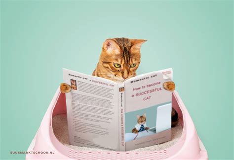 kattenpis uit dekbed  Dit zijn allemaal vragen die essentieel zijn voor de aankoop van een dekbed