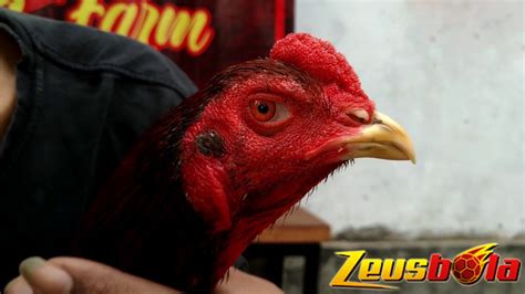 kawin silang ayam aduan terbaik Oleh karena itu banyak Manfaat Bungkil Kedelai jika dipergunakan sebagai pakan ayam aduan anda