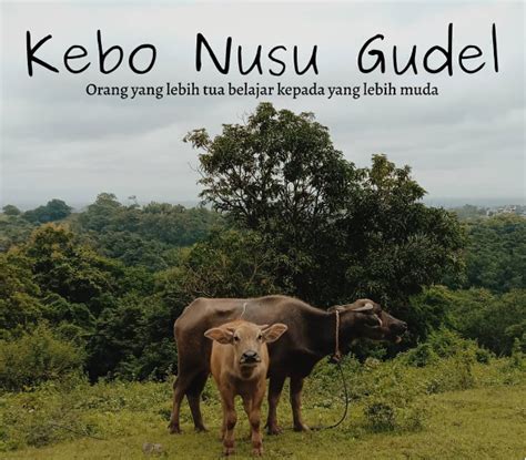 kebo nusu gudel aksara jawa aibukuluz; Tembung “adhiku lunga” yen ditulis nganggo