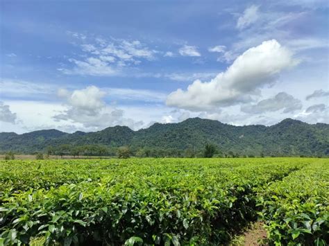 kebun teh terluas di indonesia  Perusahaan mulai beralih ke bisnis kelapa sawit pada tahun 1984, dengan membuka lahan di Riau