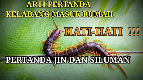 kejatuhan kelabang  Baca juga: Tips Mengusir Kaki Seribu dan Lipan dari Rumah