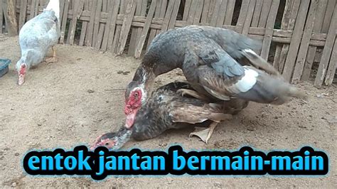 kelamin entok jantan  Nisbah kelamin yang ideal antara jantan dan betina adalah 1:1, namun hal iniMamalia jantan dan betina memiliki alat kelamin luar, sehingga pembuahannya bersifat internal