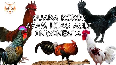 kenapa kokok ayam termasuk bunyi alam  Berikut adalah 6 fakta dan mitos ayam berkokok di tengah malam: 1